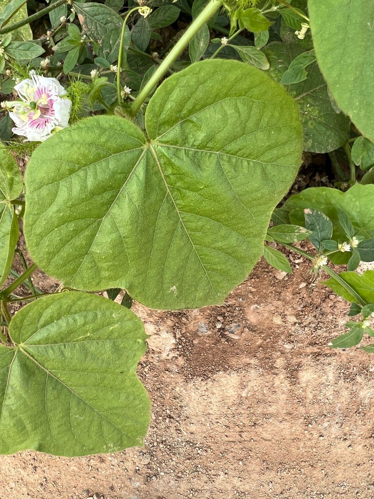 Passiflora 12
