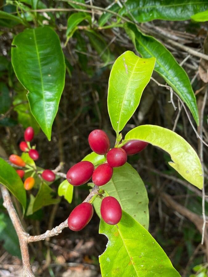 Erythroxylum 3