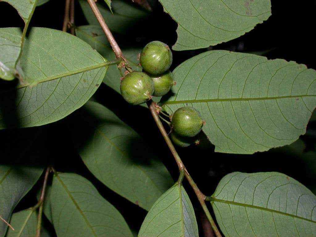 Filaanto 2