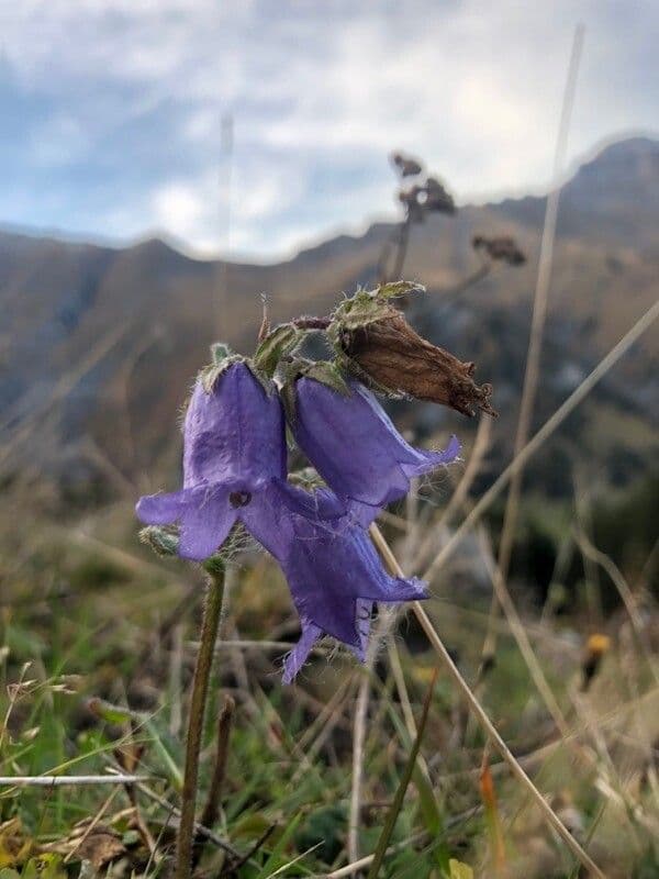 Campanula barbata 7