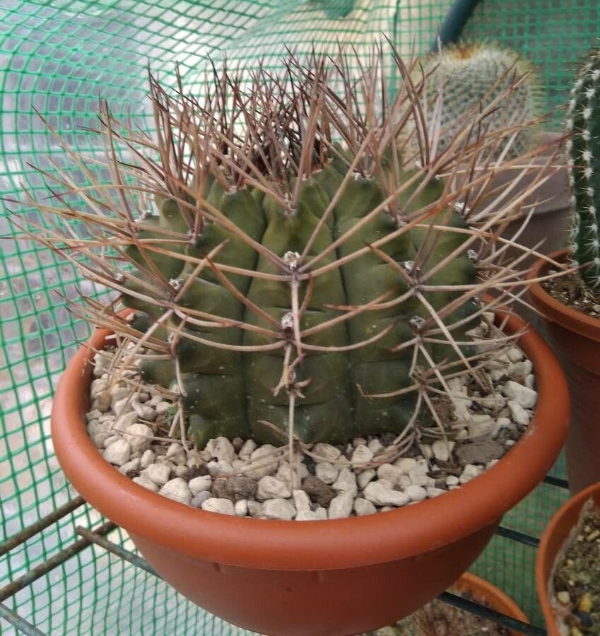 Gymnocalycium 9
