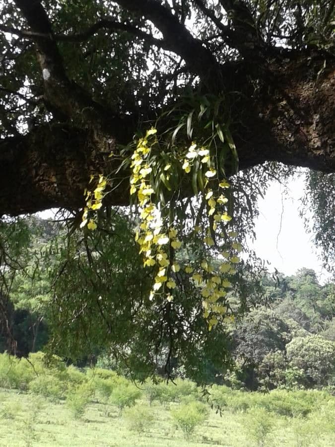 Wydler's dancing-lady orchid 26