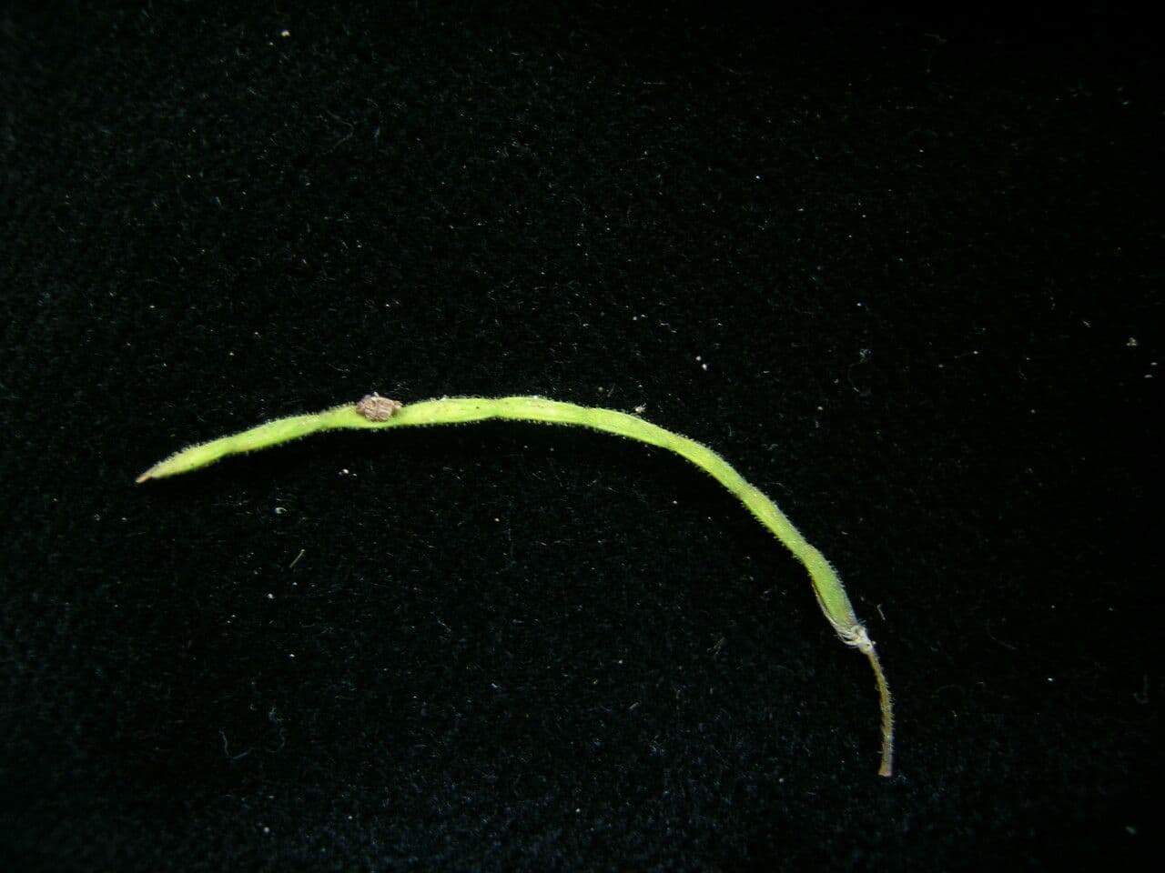 Hylodesmum 7