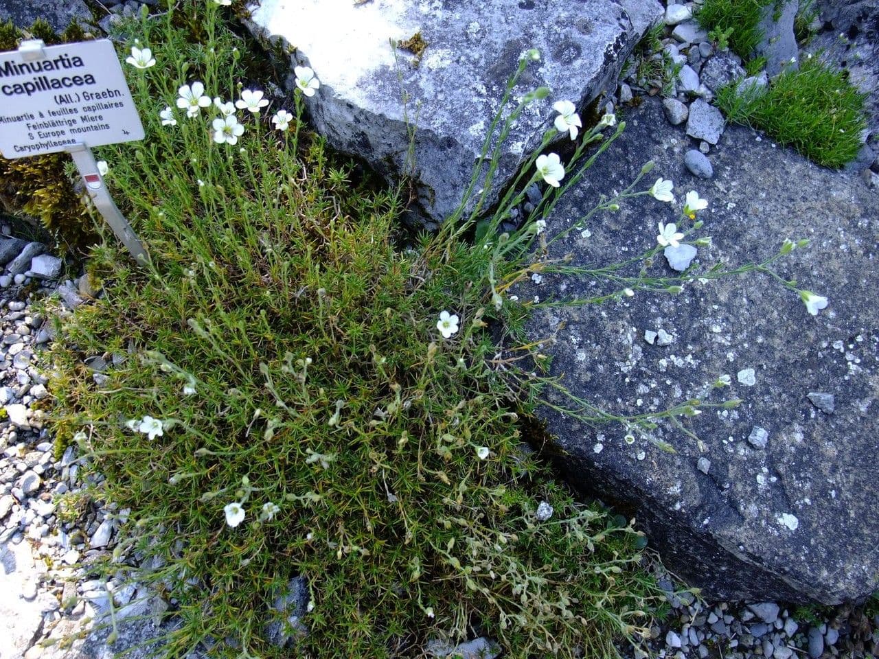 Cherleria capillacea 10
