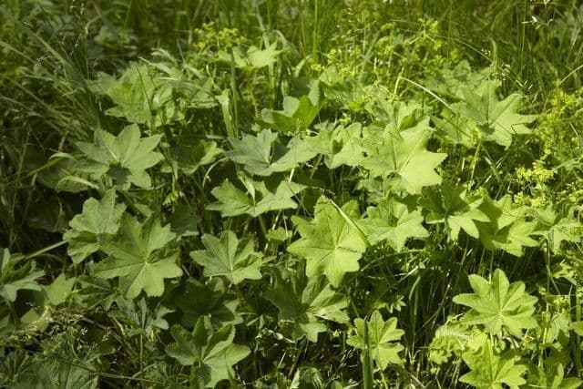 Alchemilla pelosa 8