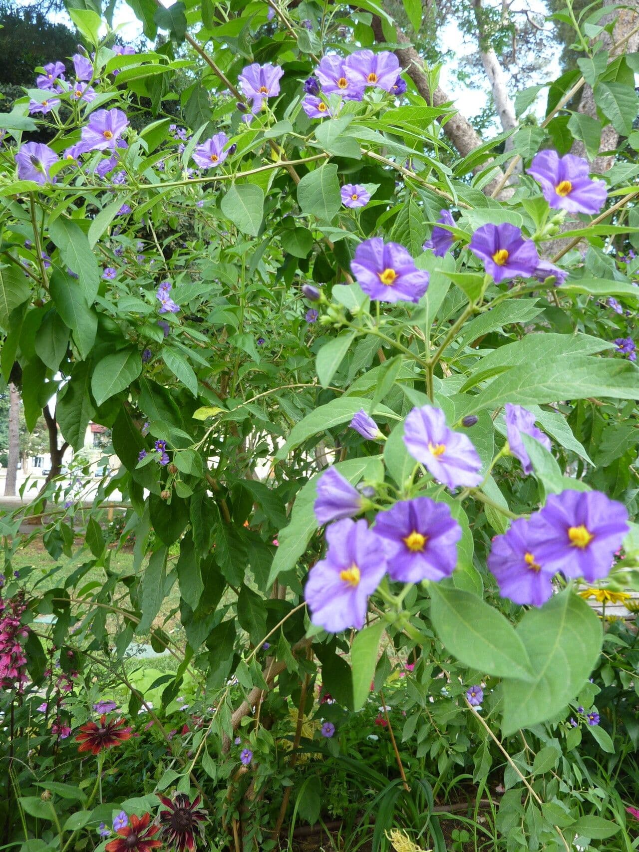 Lycianthes 27
