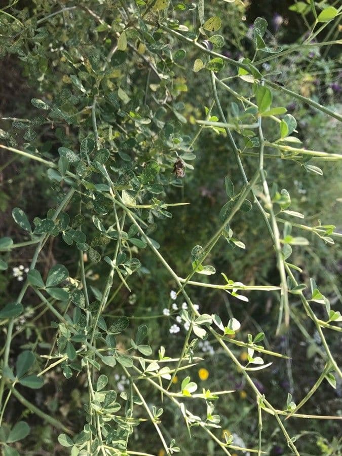Calicotome spinosa 16