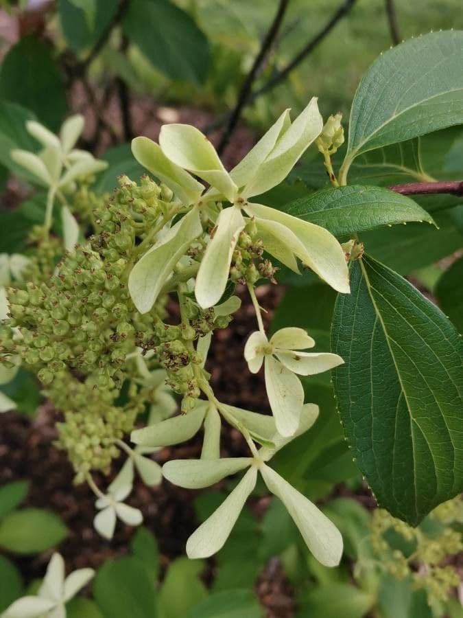 Cornus
