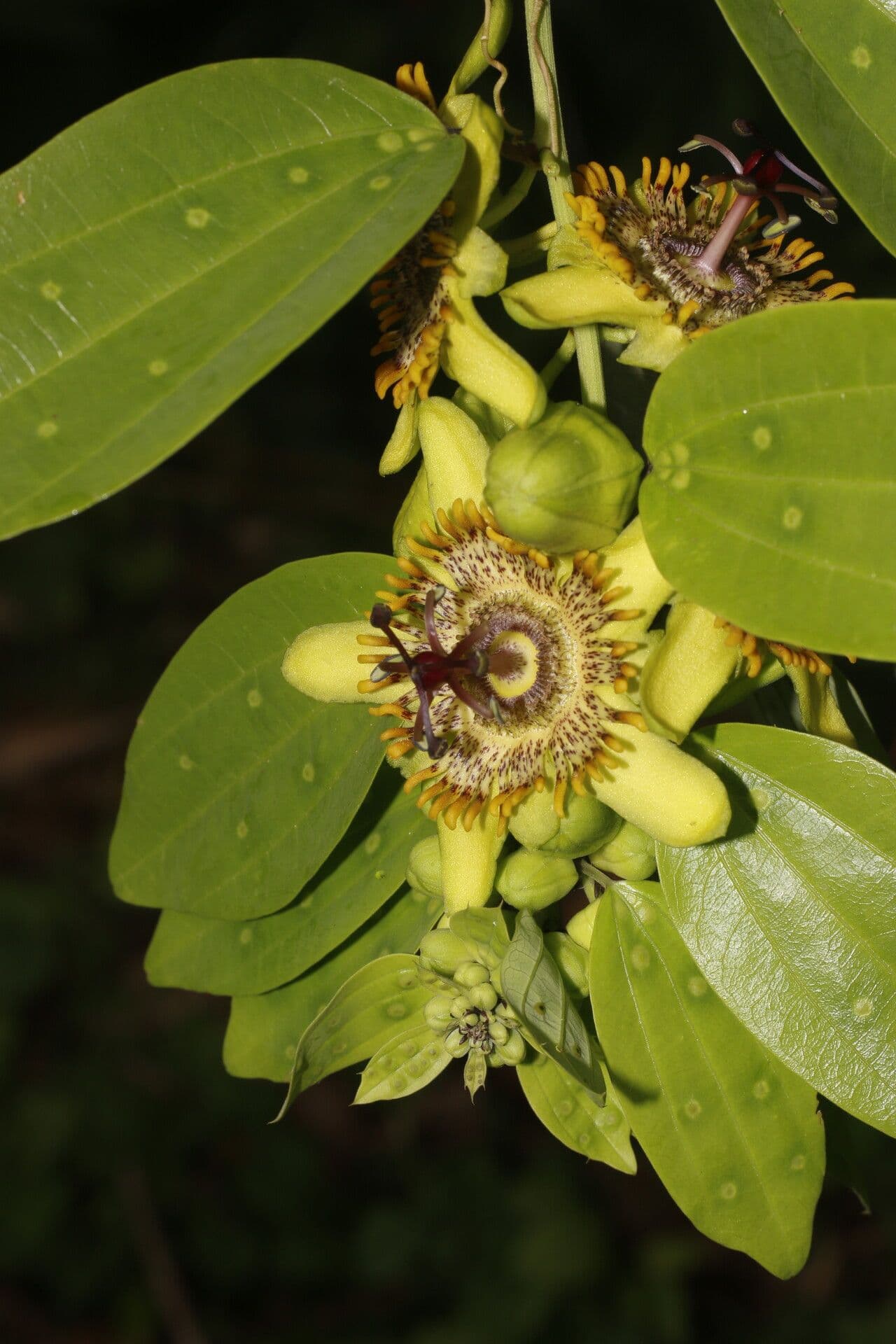 Passiflora 7