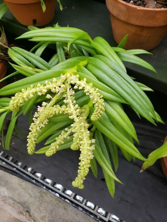Reichblütige Mycaranthes 3