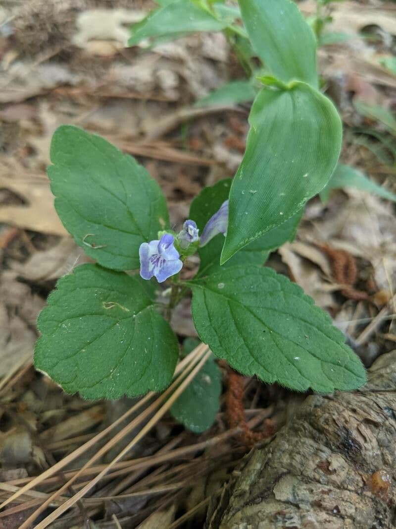 Alabama-Glockenblume 4