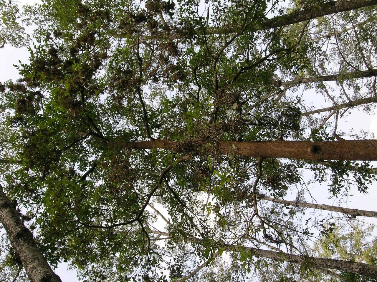 Bischofia javanica 9