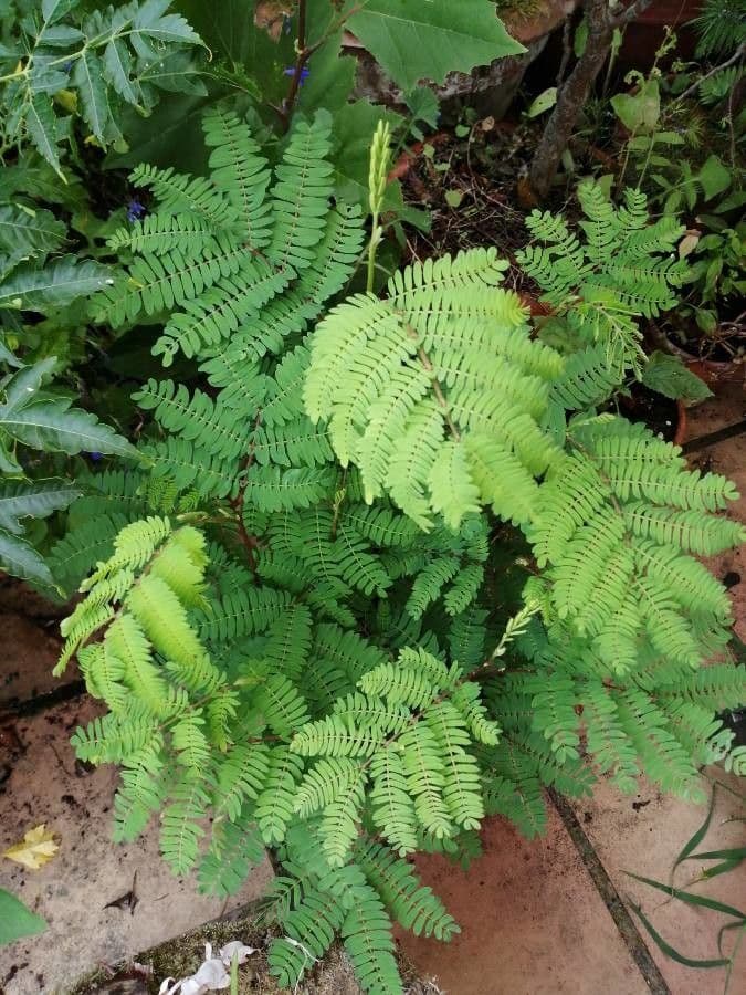 Albizia australiana 20