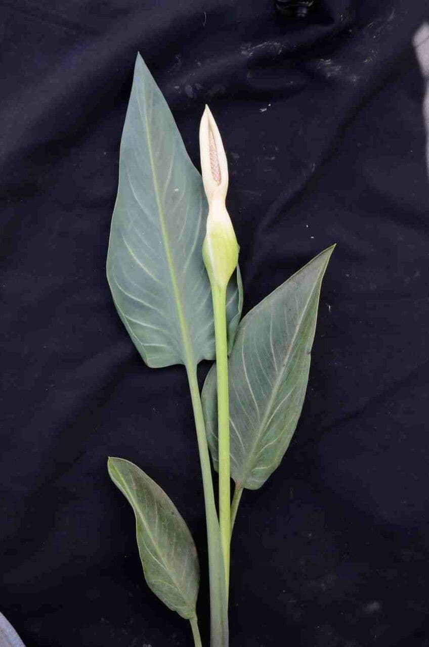 Xanthosoma
