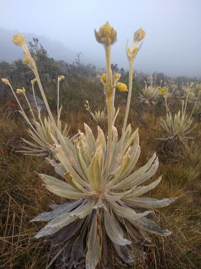 Frailejón 2