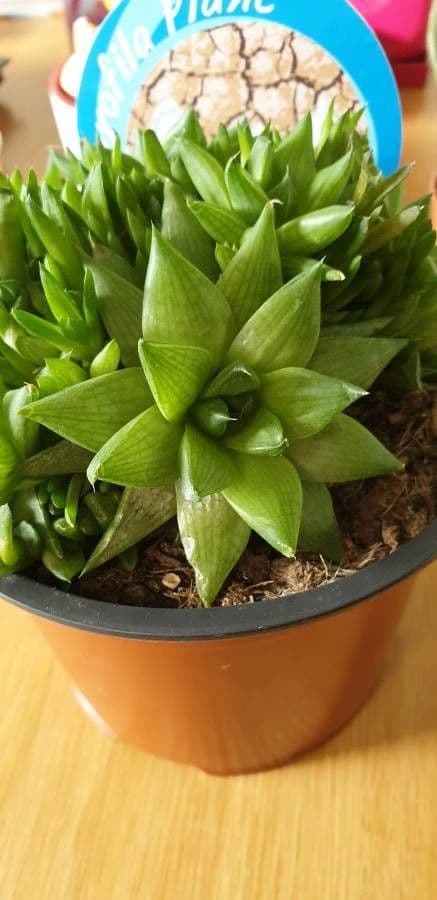Haworthia 6