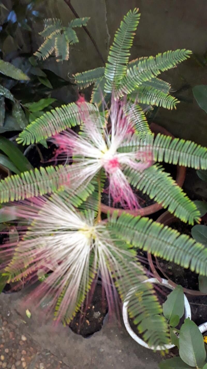 Calliandra 2