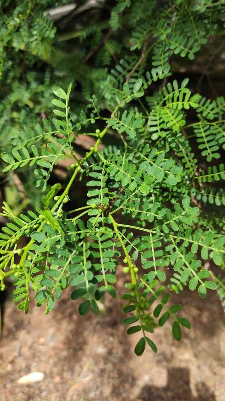 Acacia 7
