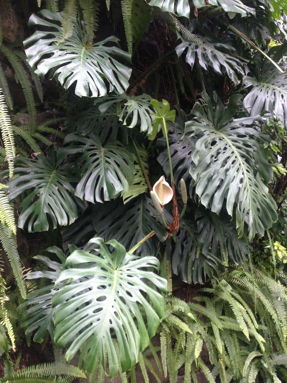 Monstera lahodná 11