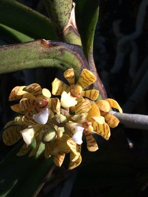 Acampe pachyglossa 3