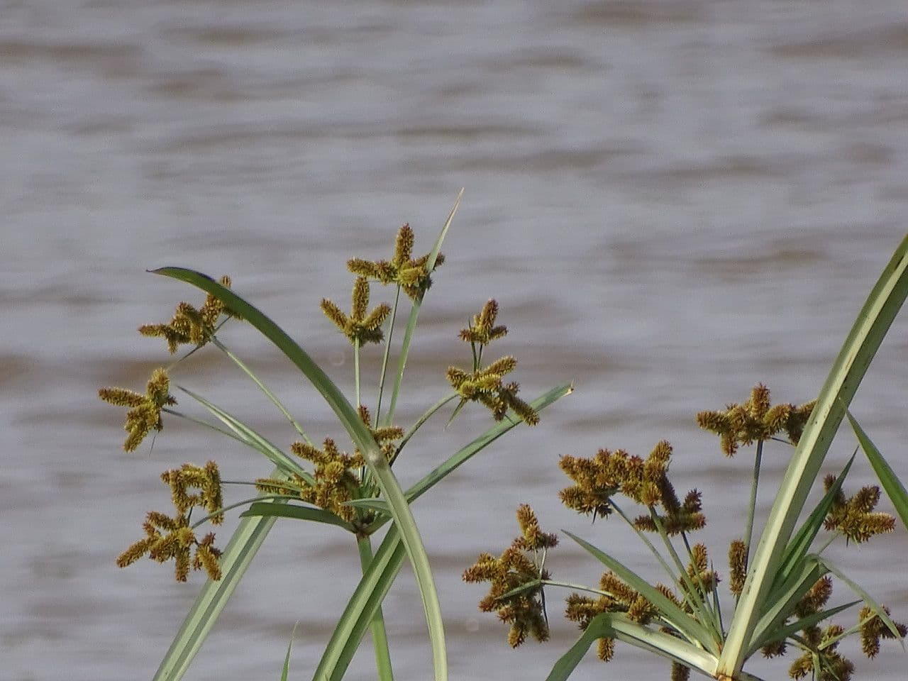 Bolboschoenus