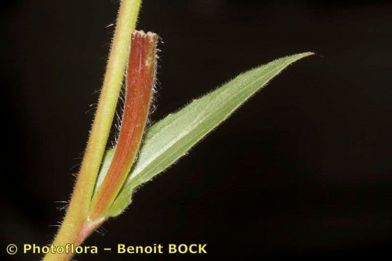 Onagra stricta 23