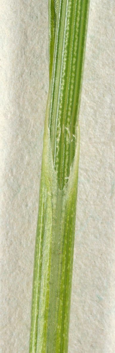 Rasenbinse 22