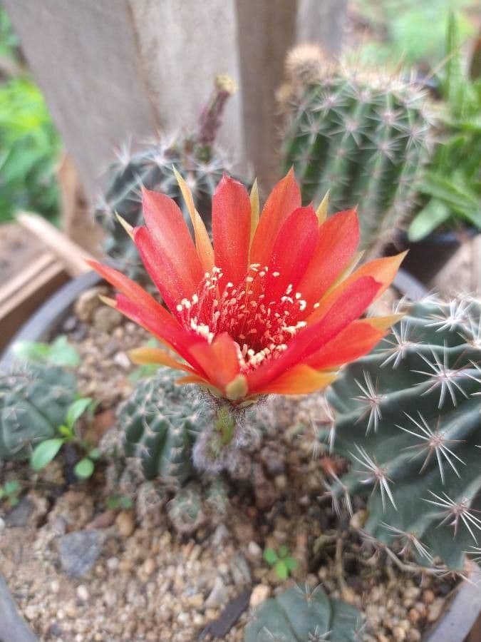 Lobivia arachnacantha 3