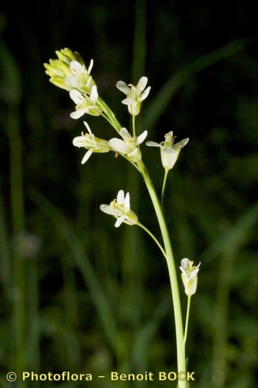 Arabetta liscia 26