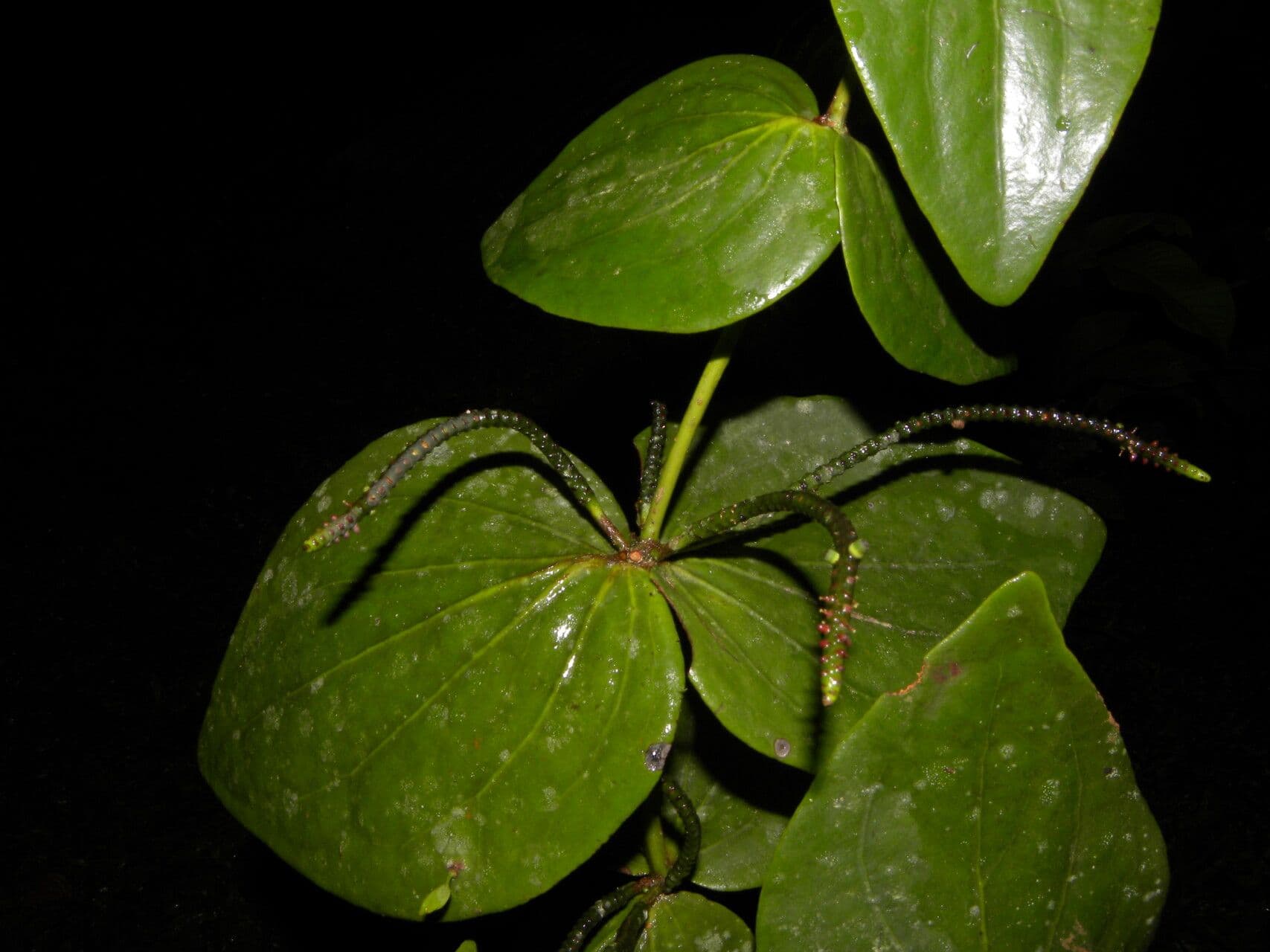 Oryctanthus srdcolistý 4