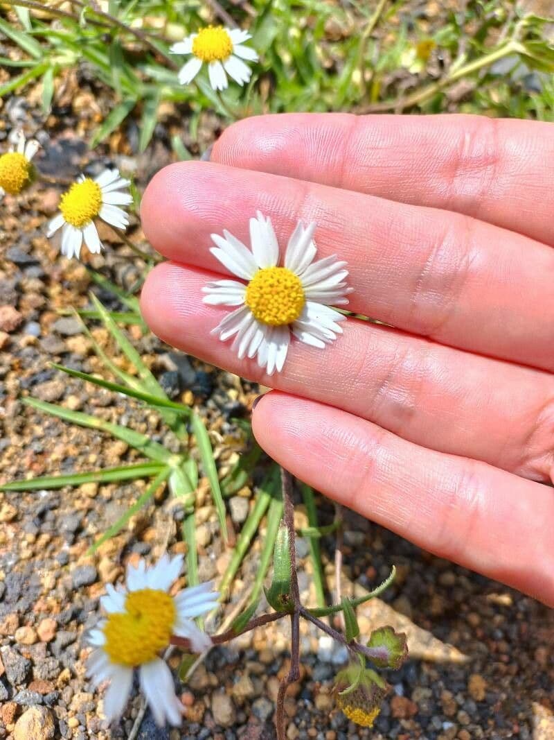 Fleabane srstnatý 5