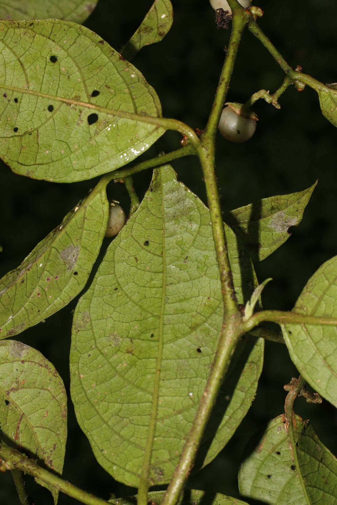 Lycianthes 12