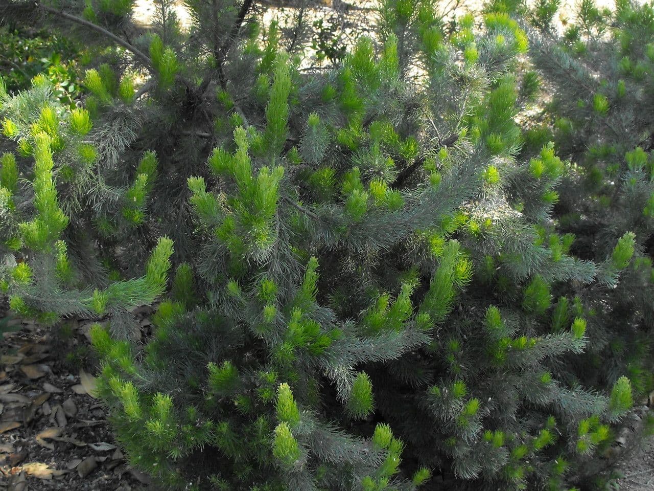 Adenanthos 12