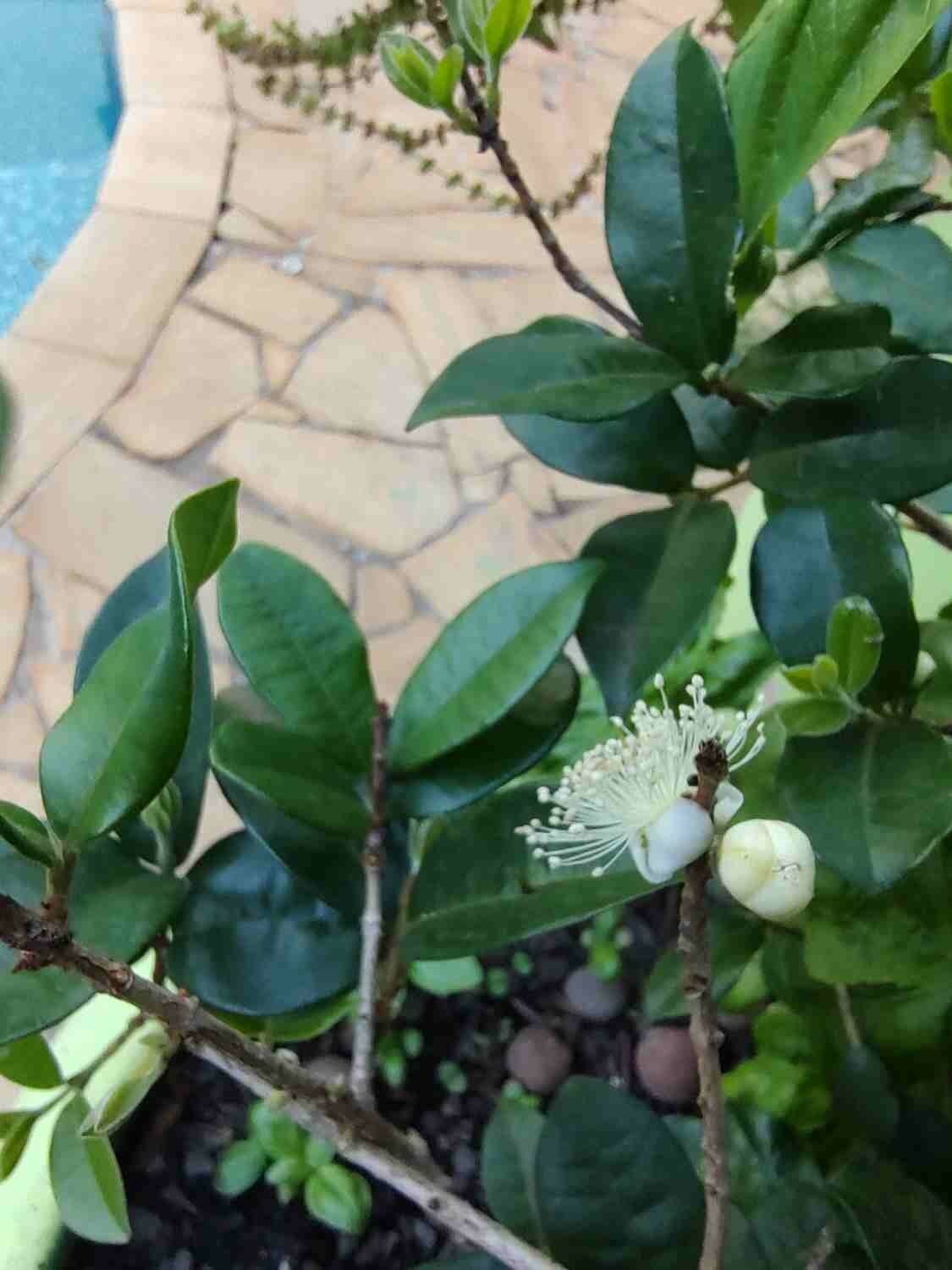 Jaboticaba 4