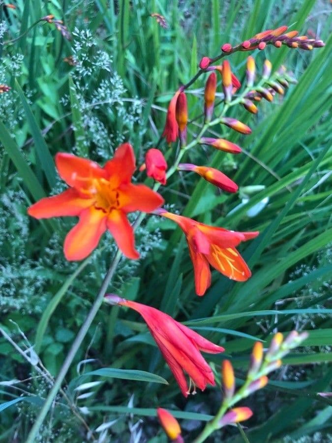 Montbretia 6