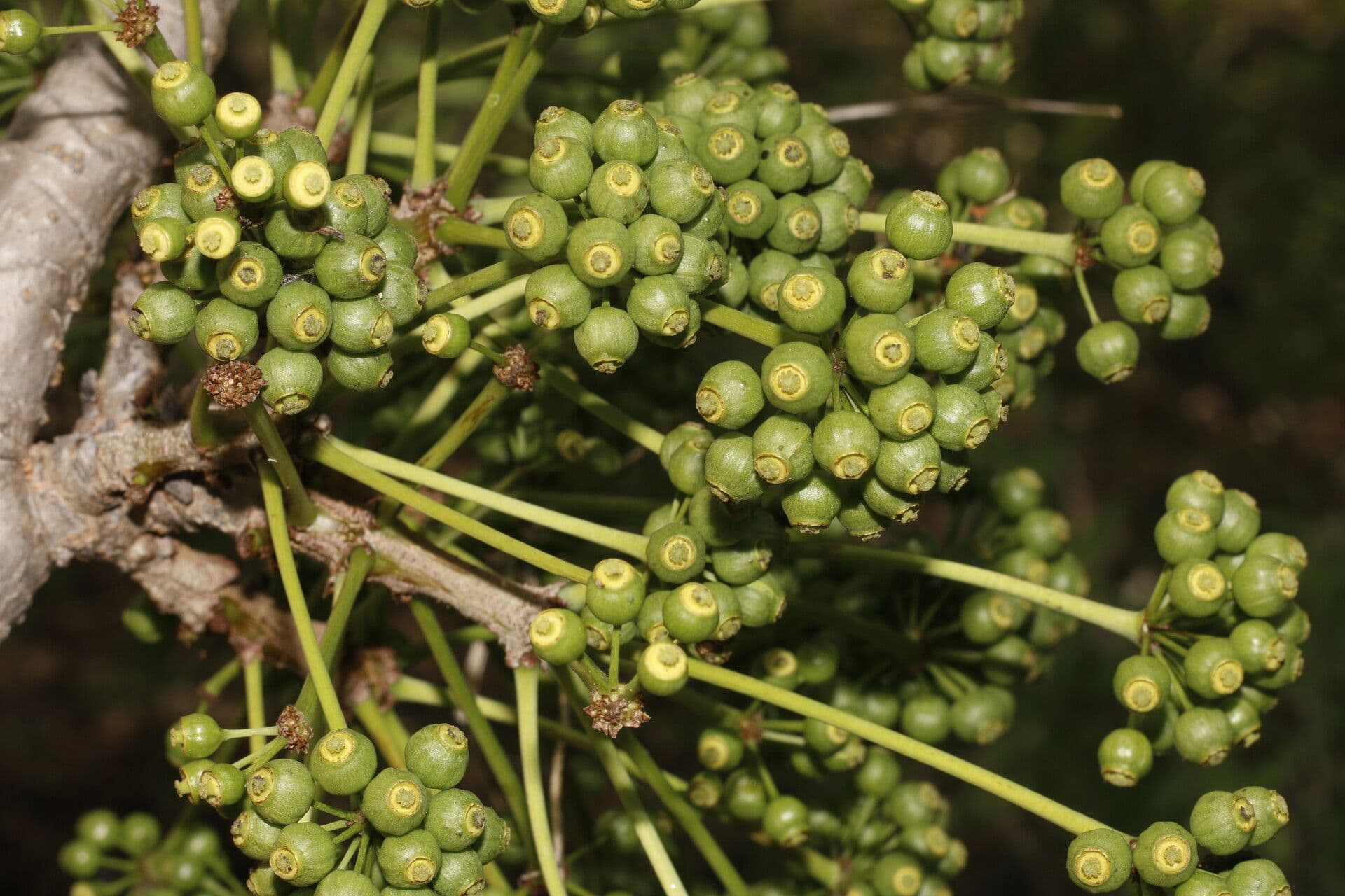 Aralia excelsa 2