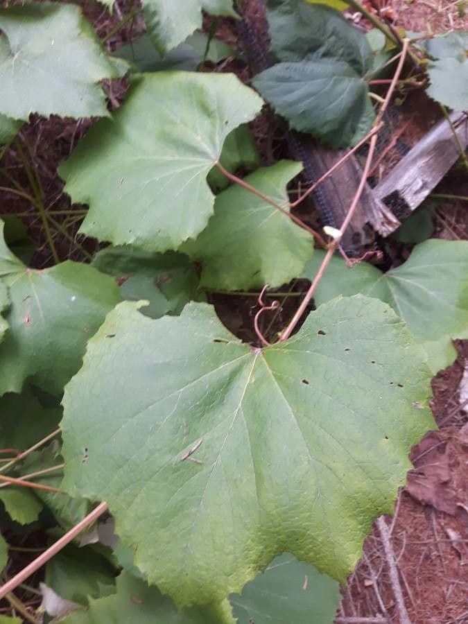 Vite rotondifolia 18