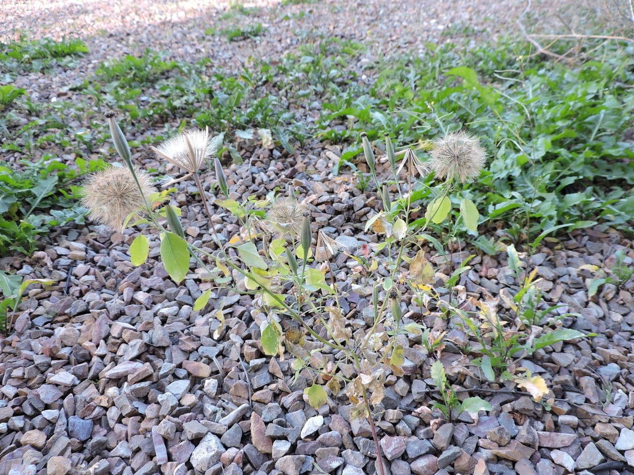 Cilantro de monte 13
