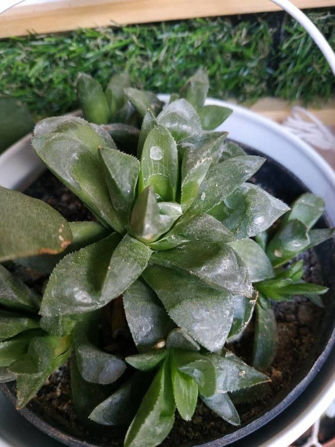 Hawortia