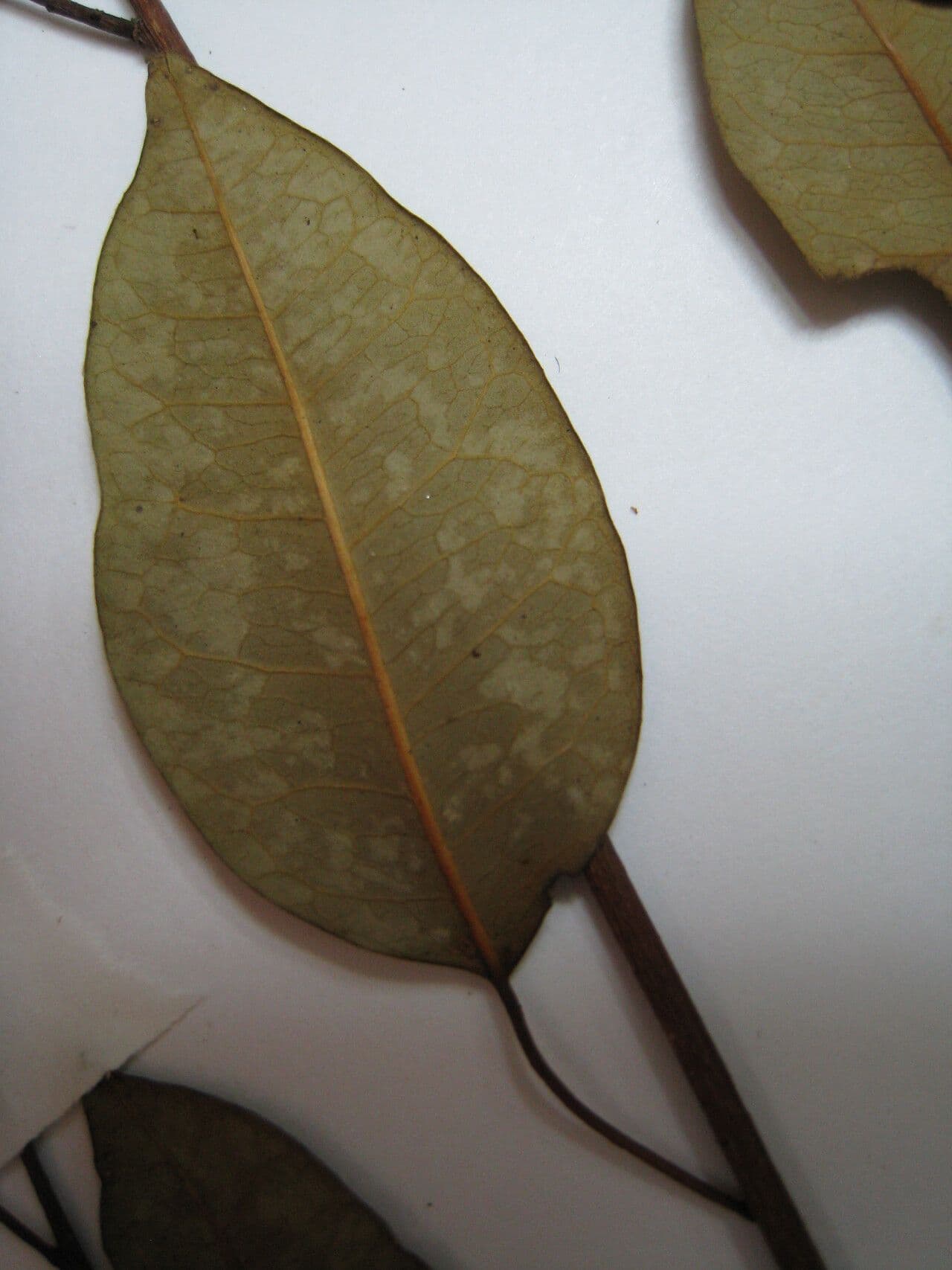 Maprounea 6