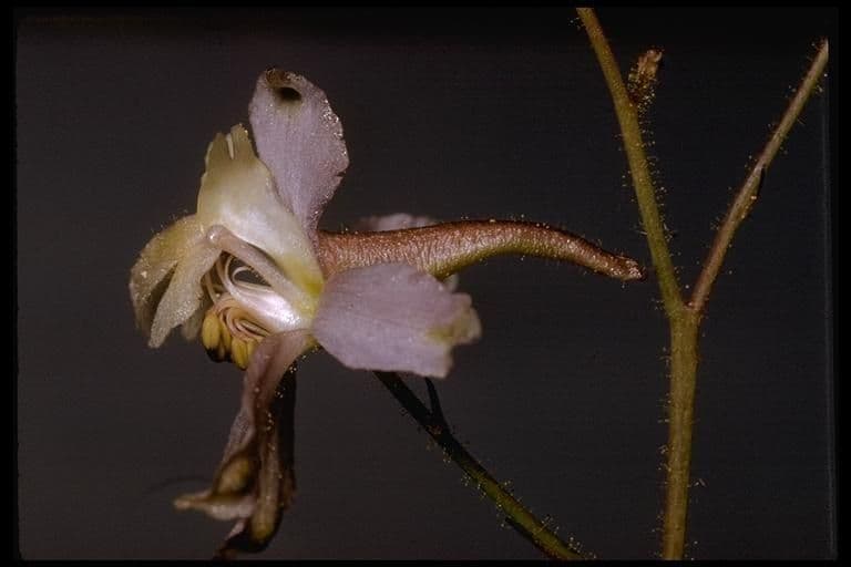 Delphinium 2
