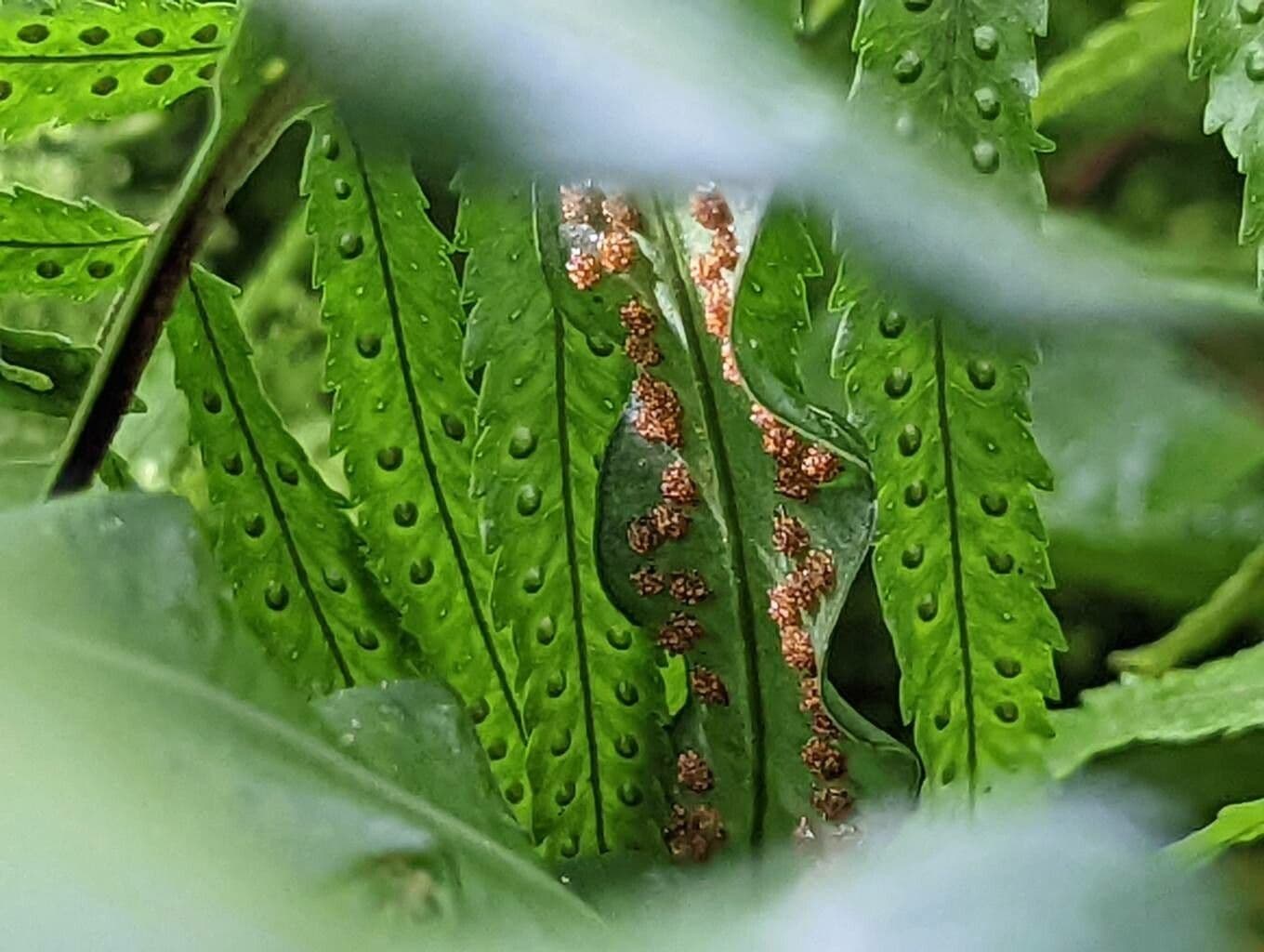 Campyloneurum 2