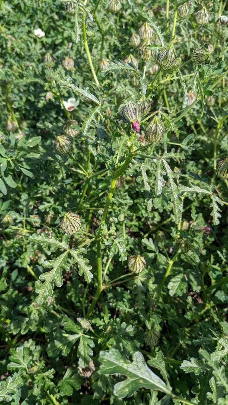 Garten-Eibisch 11