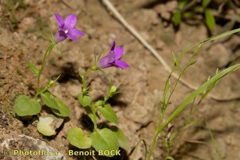 Campanula 5