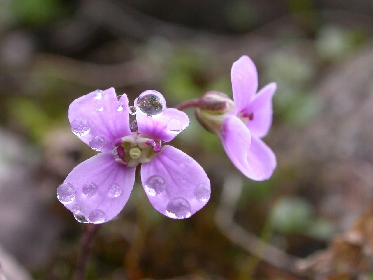 Cardamine 3