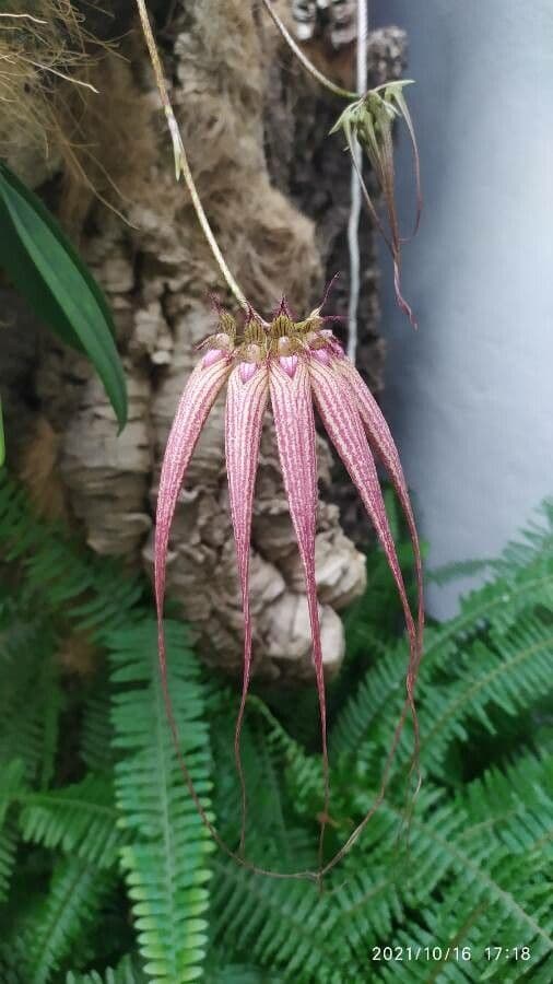 Orchidea ombrello pallida 8