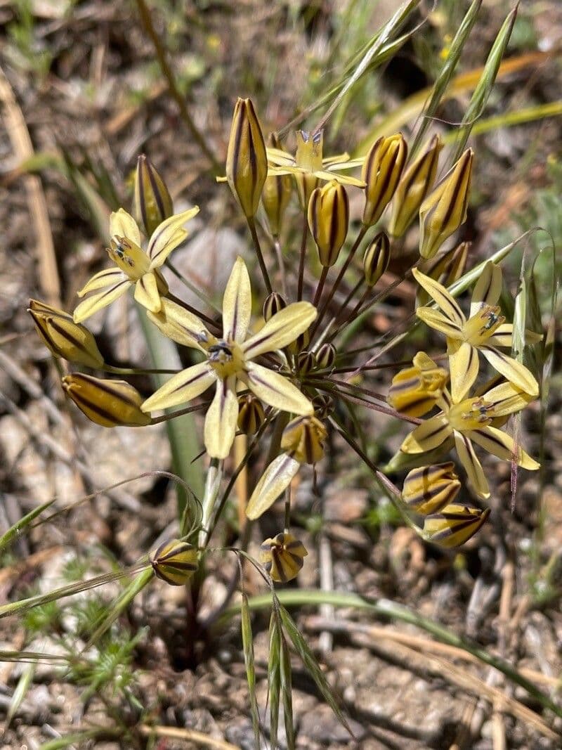 Triteleia 4