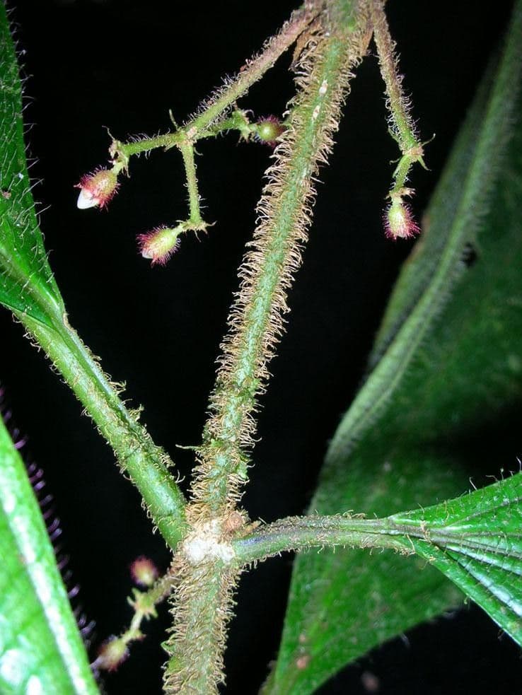 Miconia 11