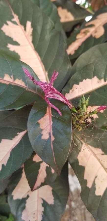 Graptophyllum pictum 3