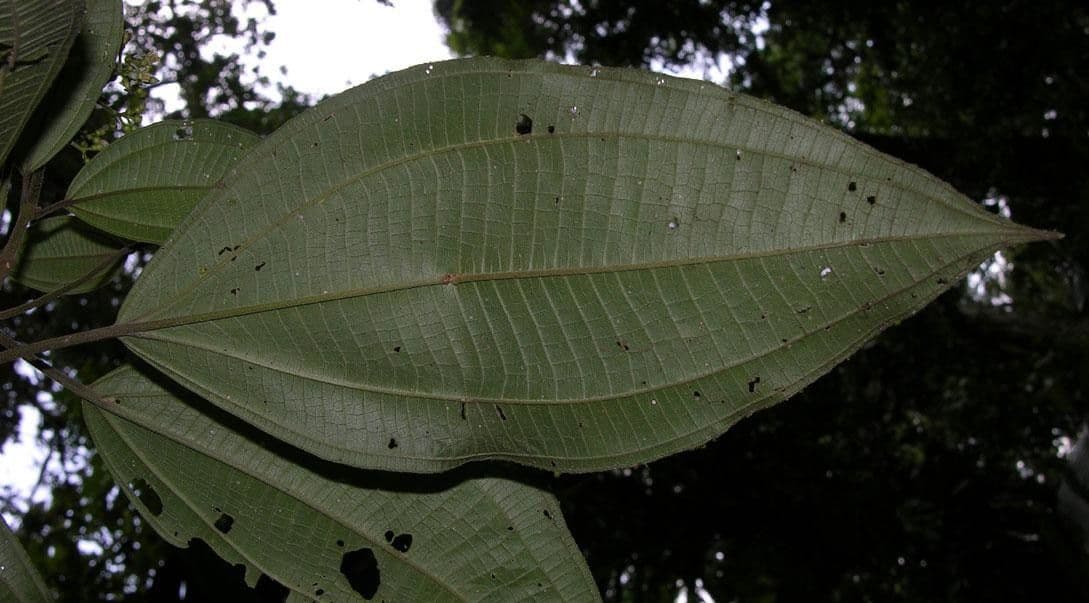 Conostegia micrantha 8